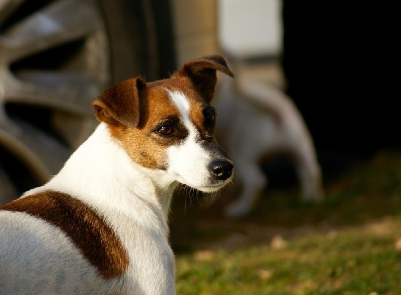 Les Jack Russell Terrier de l'affixe Du Mont Des Sapins Blancs