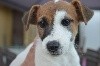  - Superbes Jack Russell Terrier