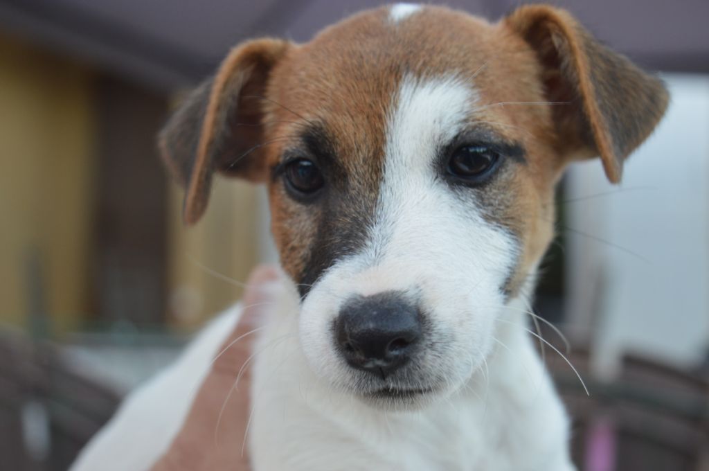 Du Mont Des Sapins Blancs - Superbes Jack Russell Terrier