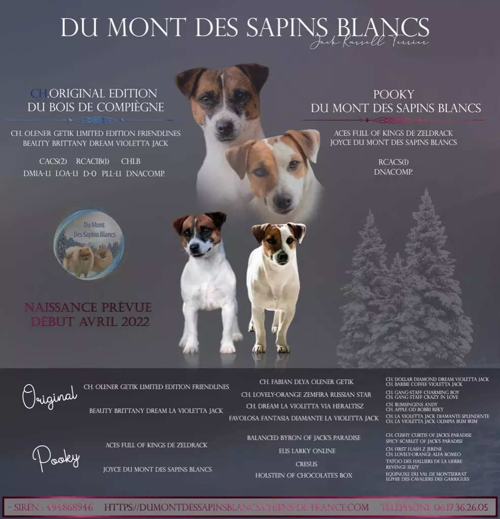 Du Mont Des Sapins Blancs - Futures naissances 