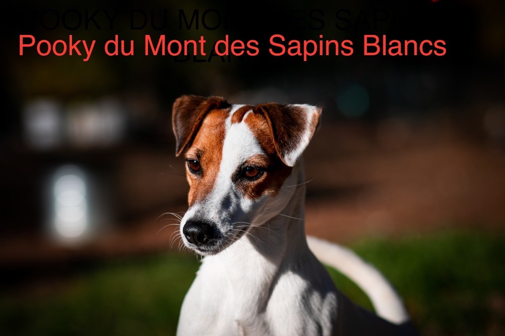 Pooky Du Mont Des Sapins Blancs