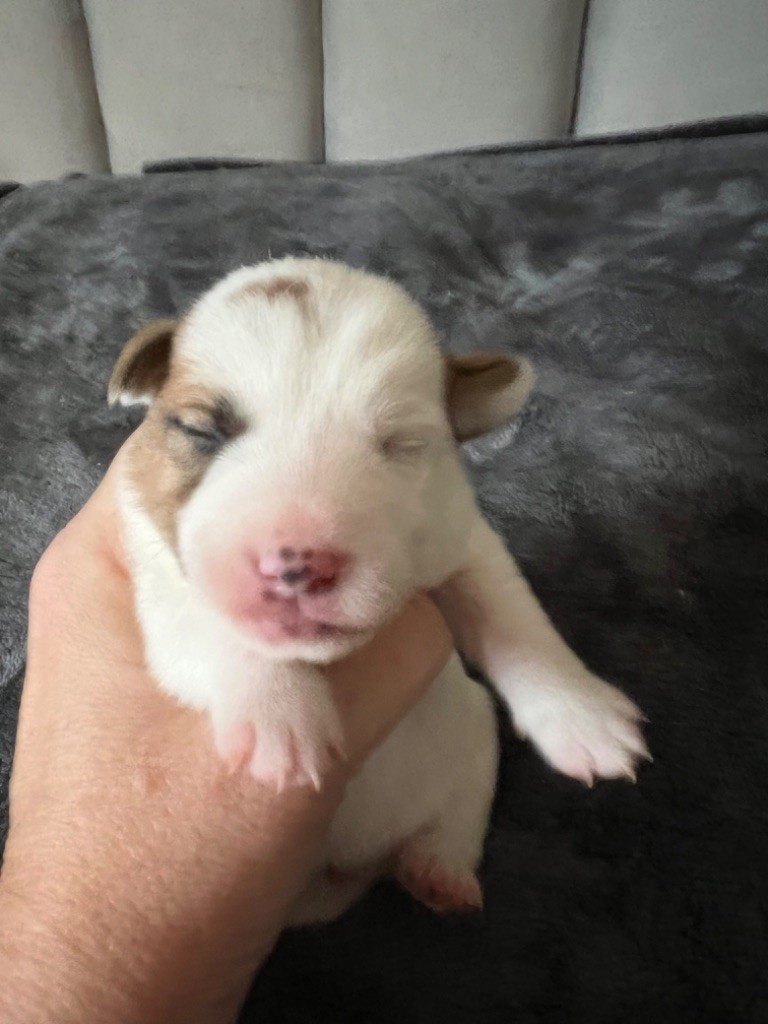 Du Mont Des Sapins Blancs - Chiot disponible  - Jack Russell Terrier