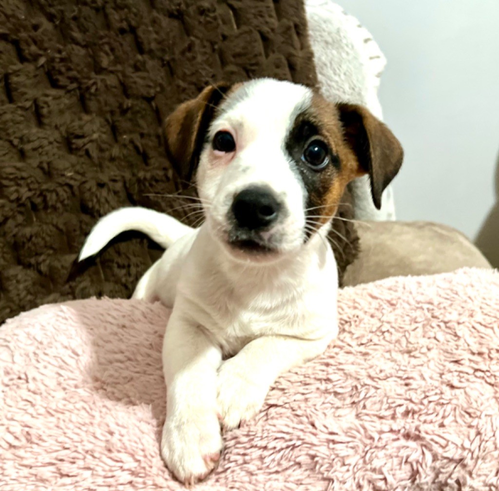 Du Mont Des Sapins Blancs - Chiot disponible  - Jack Russell Terrier