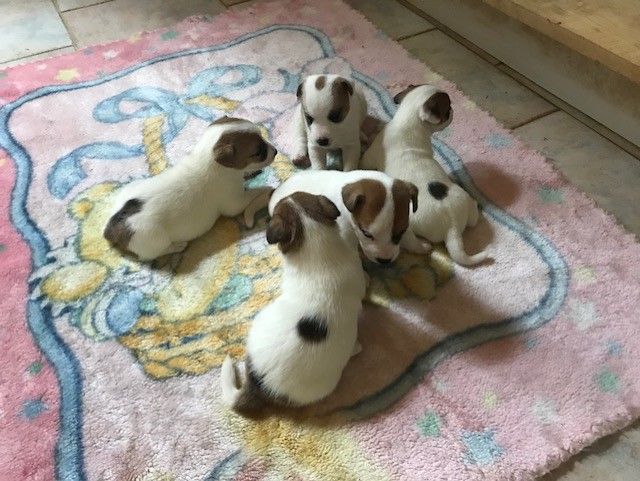 chiot Jack Russell Terrier Du Mont Des Sapins Blancs