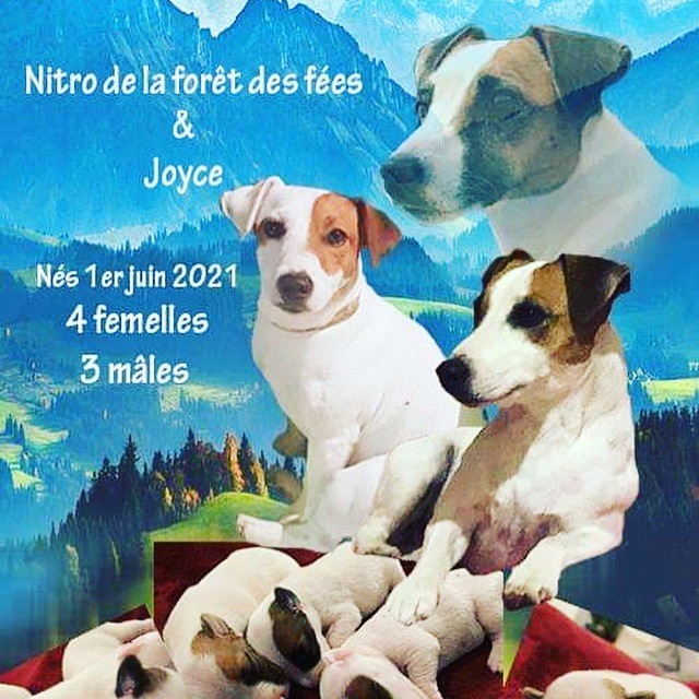 Du Mont Des Sapins Blancs - Jack Russell Terrier - Portée née le 01/06/2021