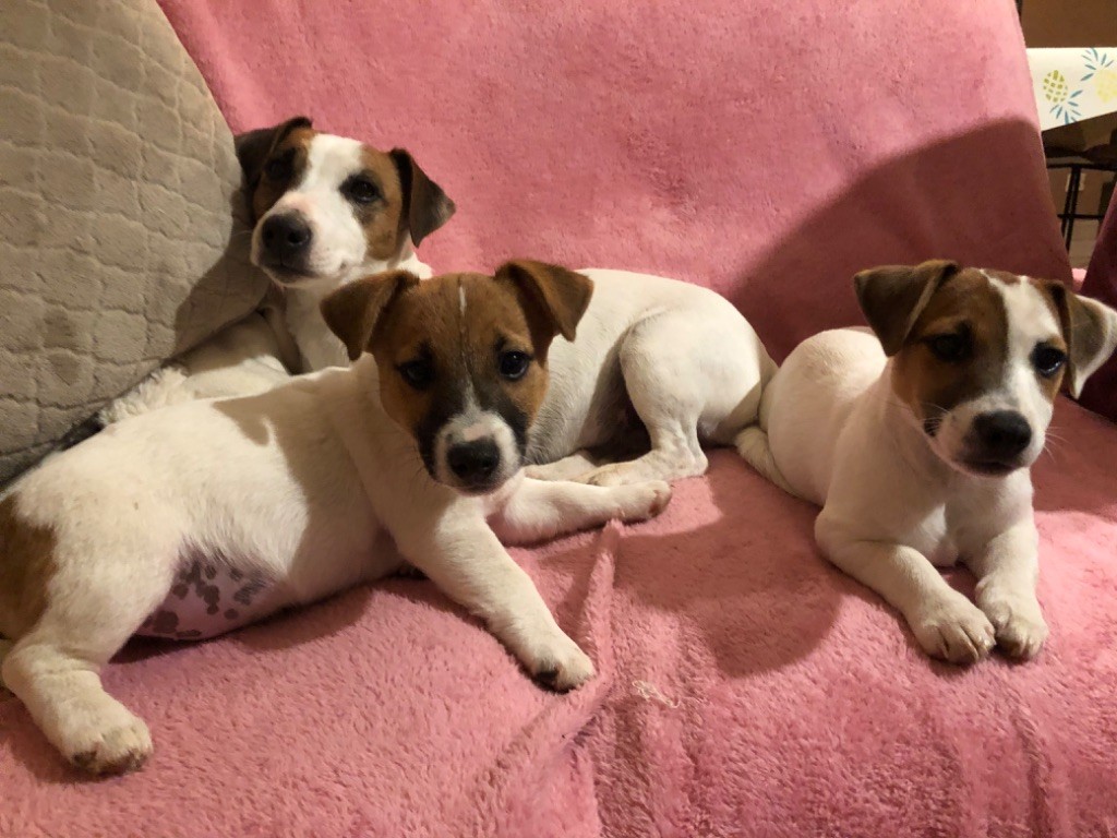 Du Mont Des Sapins Blancs - Jack Russell Terrier - Portée née le 06/11/2019