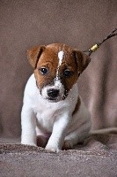 Du Mont Des Sapins Blancs - Jack Russell Terrier - Portée née le 09/02/2017