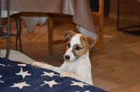 Du Mont Des Sapins Blancs - Jack Russell Terrier - Portée née le 02/12/2017