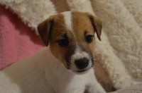 Du Mont Des Sapins Blancs - Jack Russell Terrier - Portée née le 02/04/2019