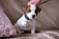 Du Mont Des Sapins Blancs - Jack Russell Terrier - Portée née le 09/02/2017