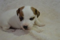 Du Mont Des Sapins Blancs - Jack Russell Terrier - Portée née le 02/04/2019