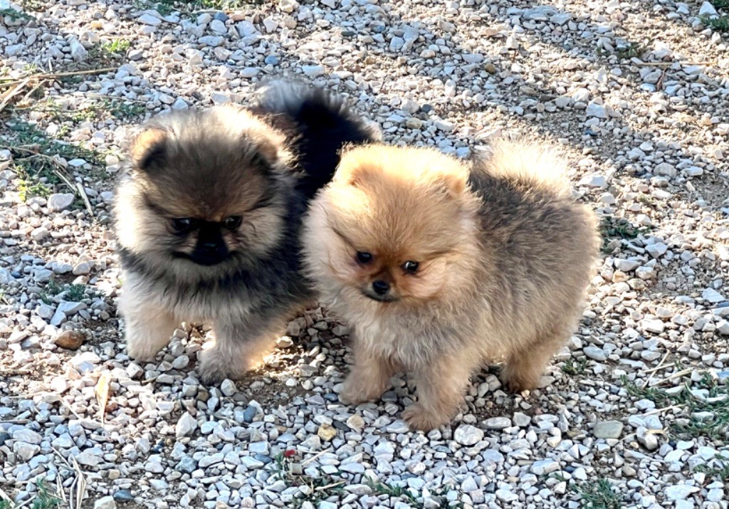 chiot Spitz allemand Du Mont Des Sapins Blancs