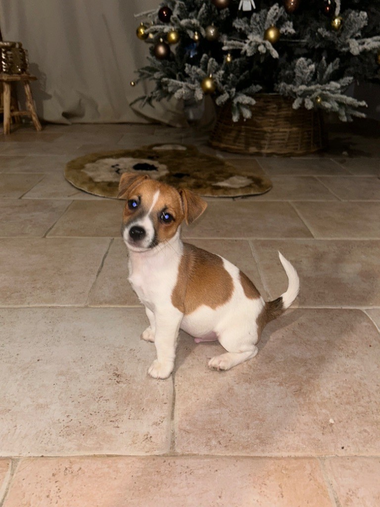 Du Mont Des Sapins Blancs - Chiot disponible  - Jack Russell Terrier