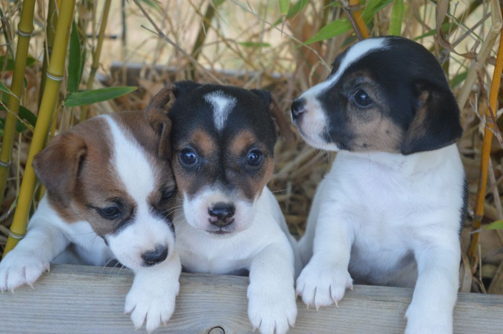 Du Mont Des Sapins Blancs - Jack Russell Terrier - Portée née le 11/06/2017
