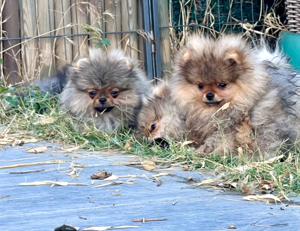 Chiots disponibles de suite
