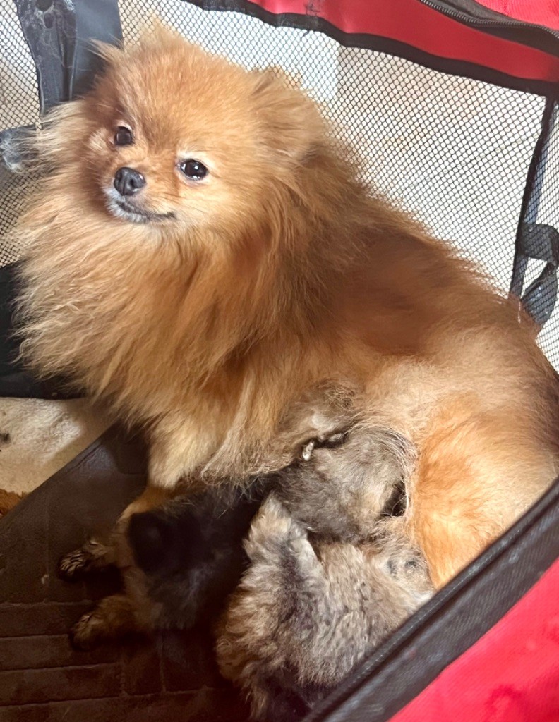 4 superbes chiots