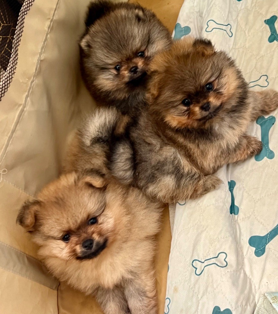 Superbes chiots à réserver 