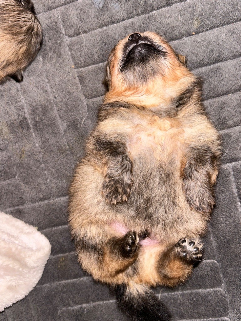 Chiots à réserver 