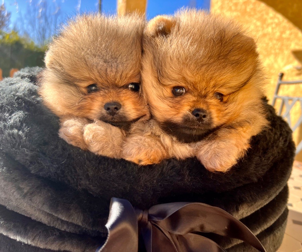 Superbes bébés spitz