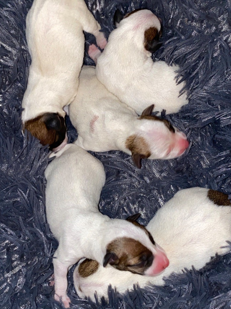 Du Mont Des Sapins Blancs - Nouvelle portée chiots