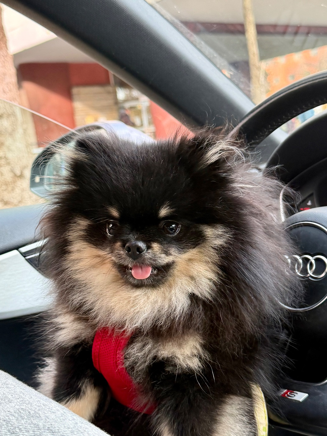 Chiots nés à l élevage 