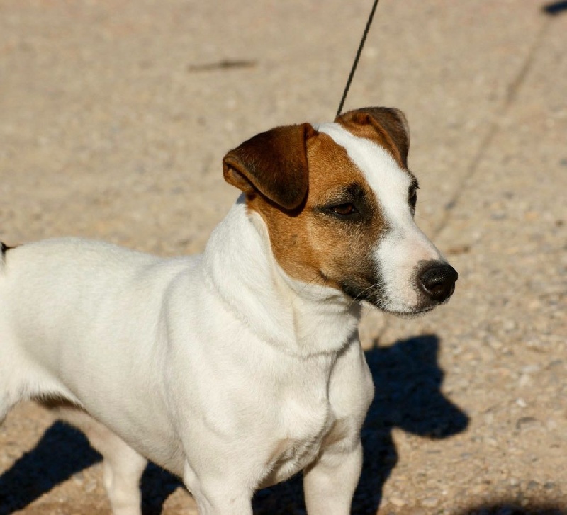 Chiots nés chez nous