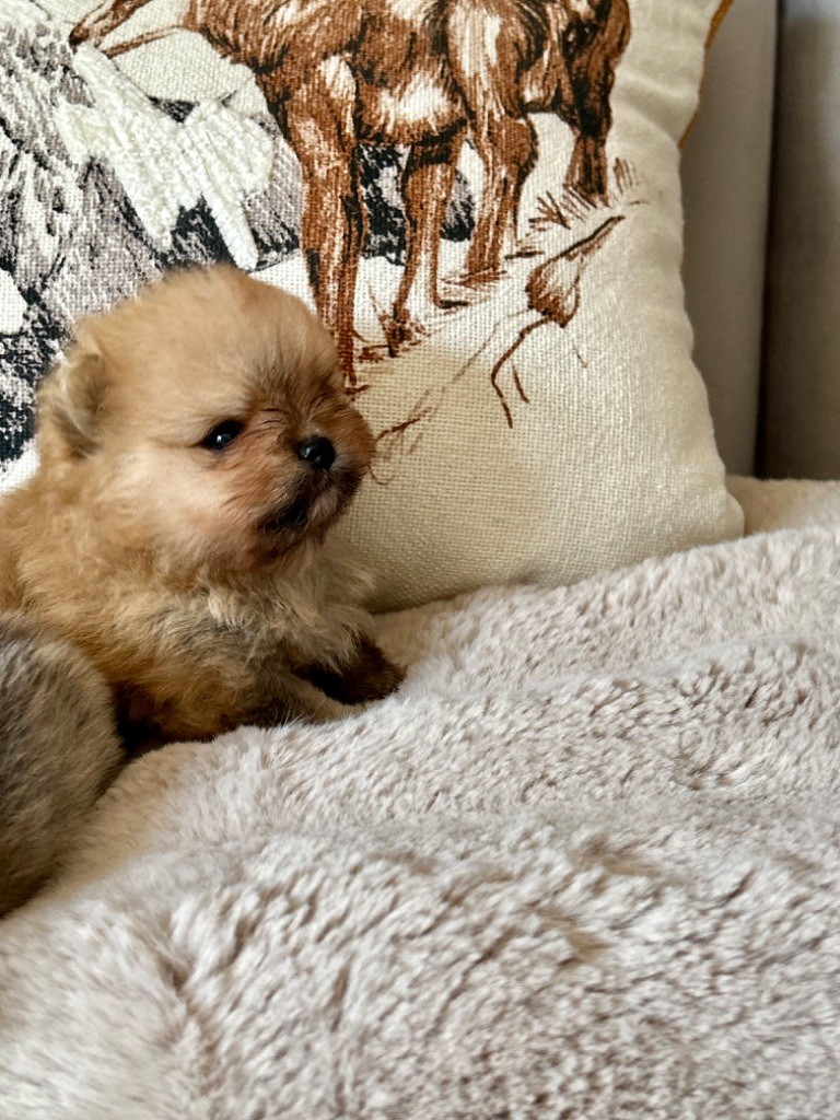 Du Mont Des Sapins Blancs - Chiots disponibles - Spitz allemand