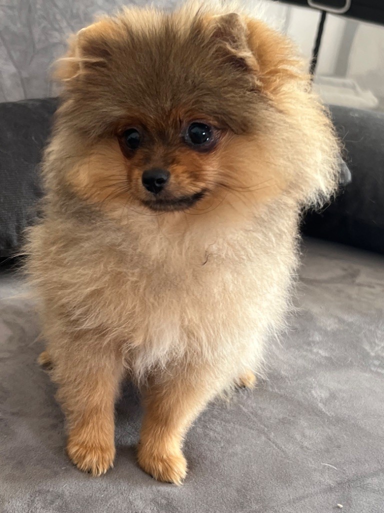 Du Mont Des Sapins Blancs - Chiots disponibles - Spitz allemand