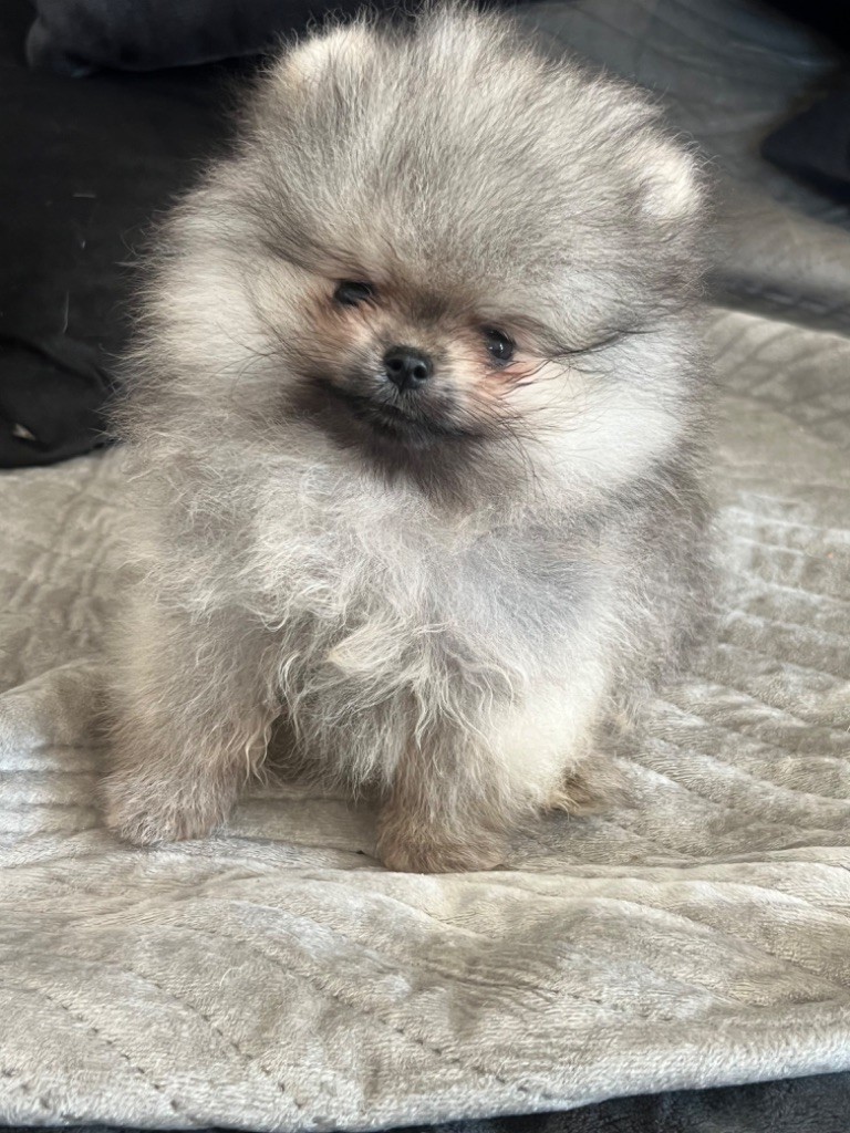 Du Mont Des Sapins Blancs - Chiots disponibles - Spitz allemand