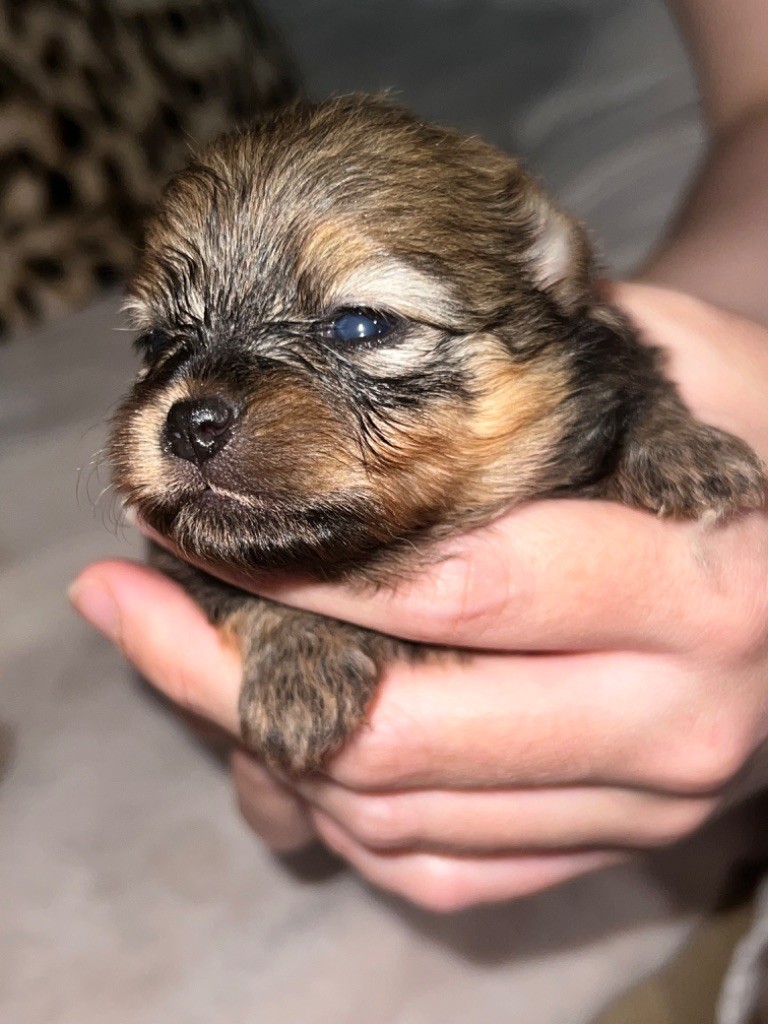 Du Mont Des Sapins Blancs - Chiots disponibles - Spitz allemand