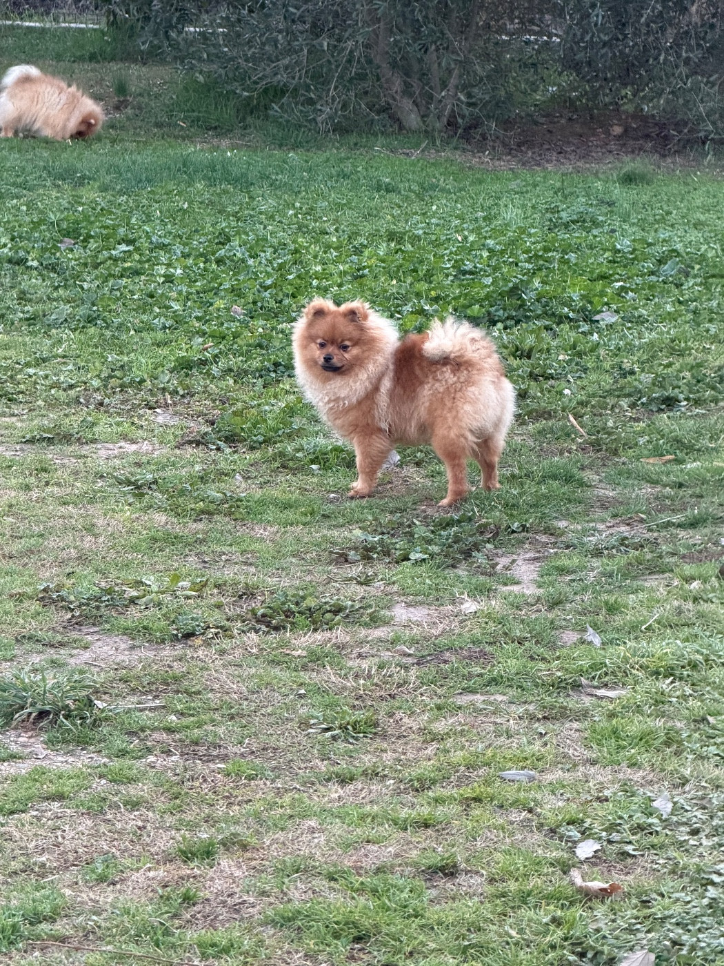 Du Mont Des Sapins Blancs - Chiots disponibles - Spitz allemand