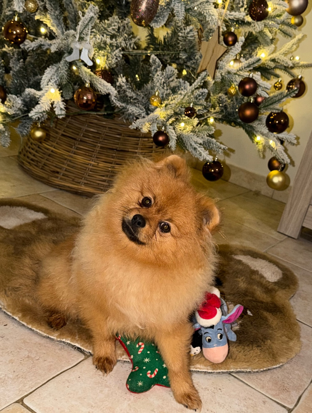 Du Mont Des Sapins Blancs - Chiots disponibles - Spitz allemand