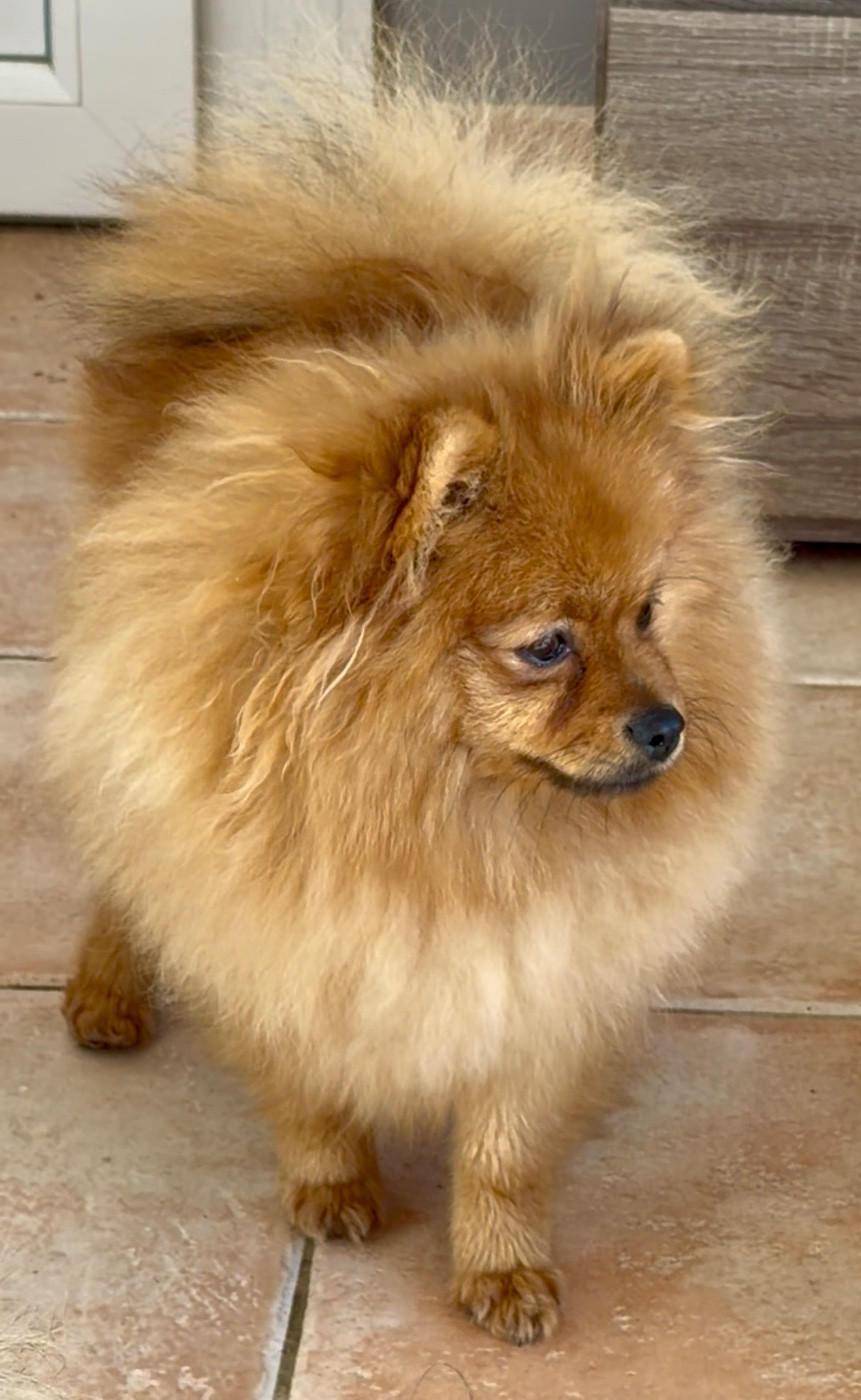 Du Mont Des Sapins Blancs - Chiots disponibles - Spitz allemand