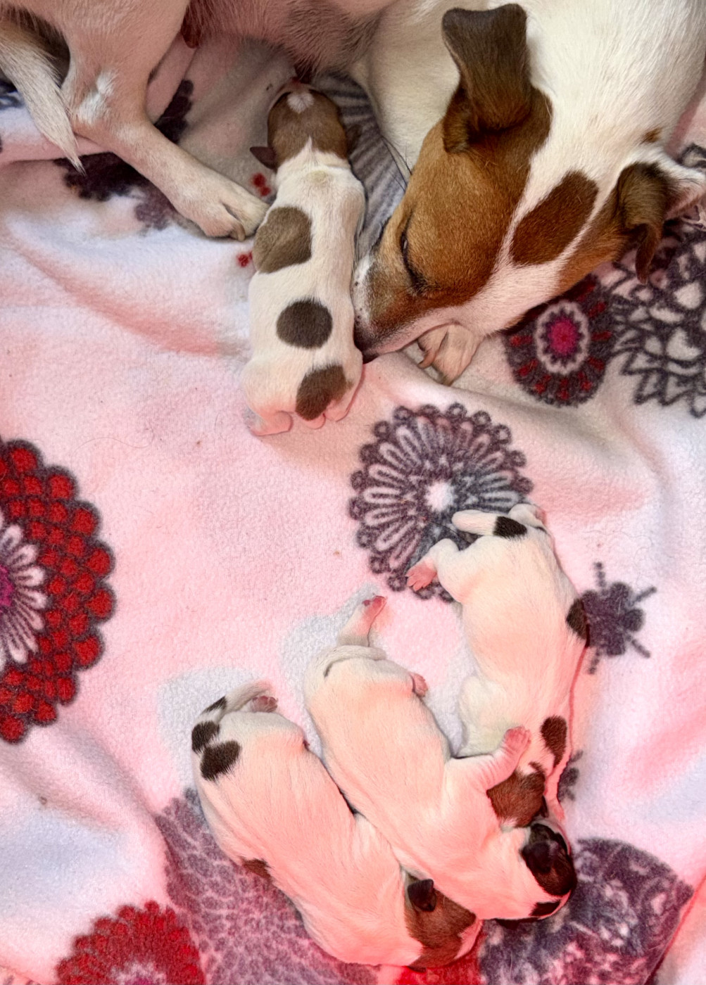 Chiot Jack Russell Terrier Du Mont Des Sapins Blancs