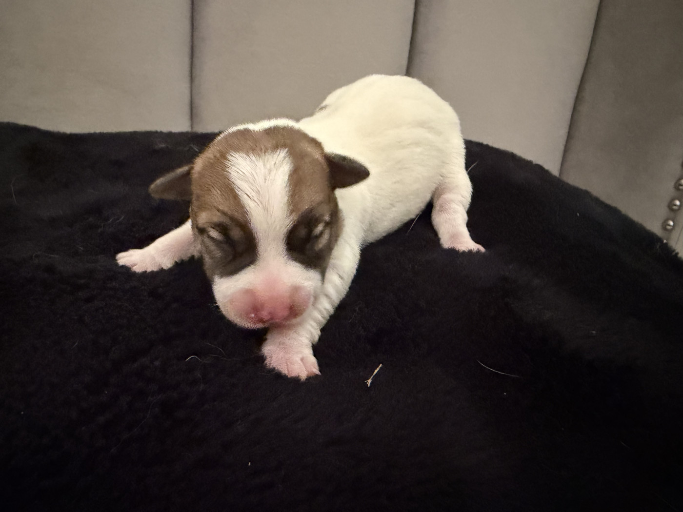 Du Mont Des Sapins Blancs - Chiots disponibles - Jack Russell Terrier