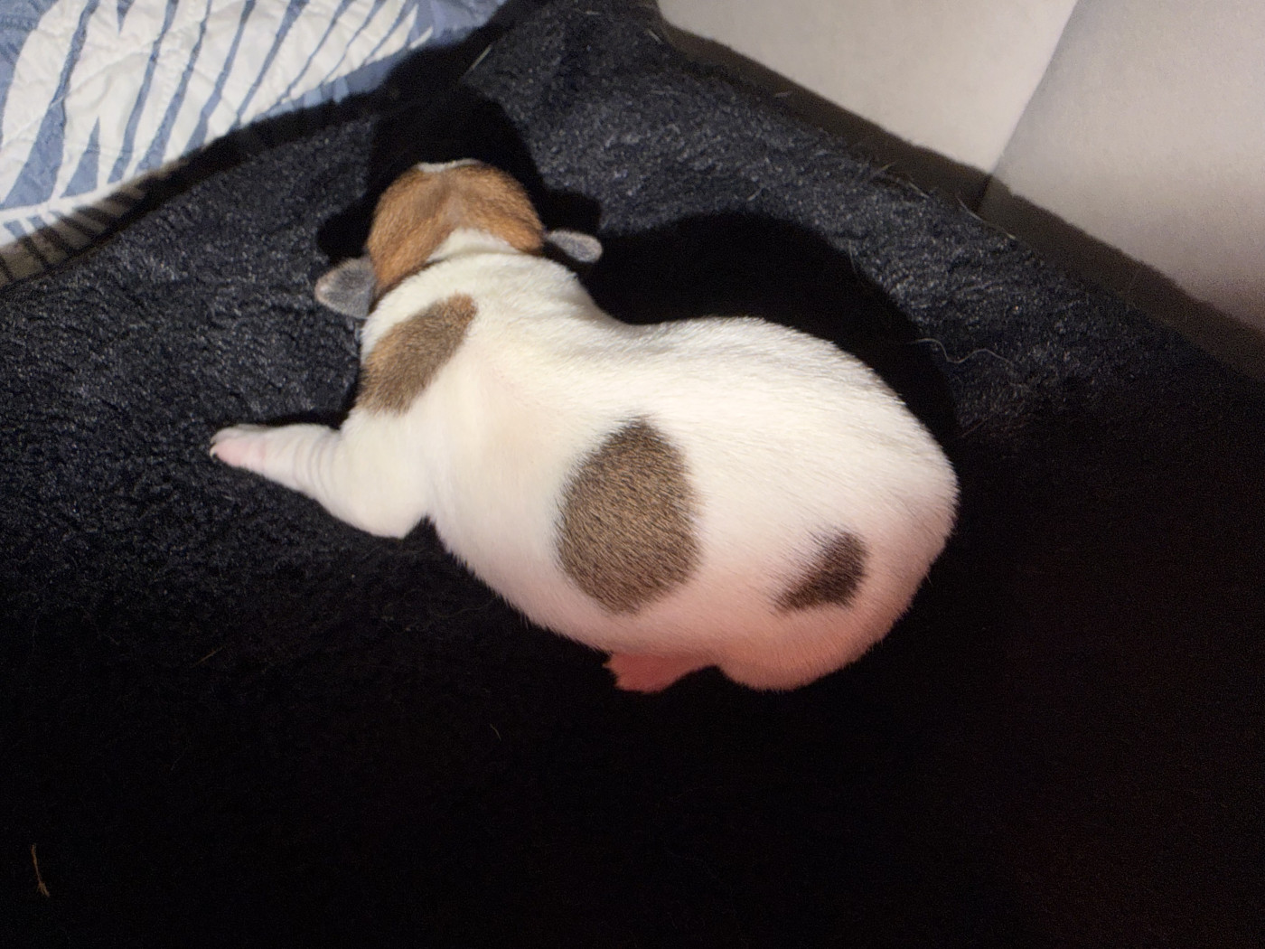 Du Mont Des Sapins Blancs - Chiots disponibles - Jack Russell Terrier