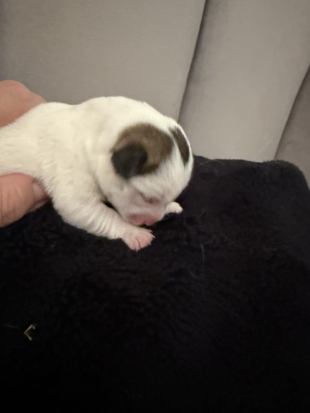 Du Mont Des Sapins Blancs - Chiots disponibles - Jack Russell Terrier