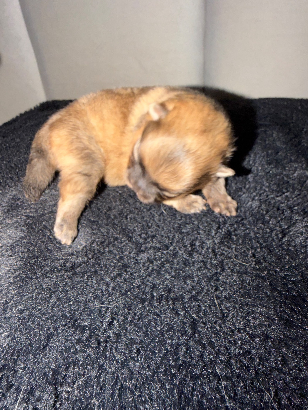 Du Mont Des Sapins Blancs - Chiots disponibles - Spitz allemand
