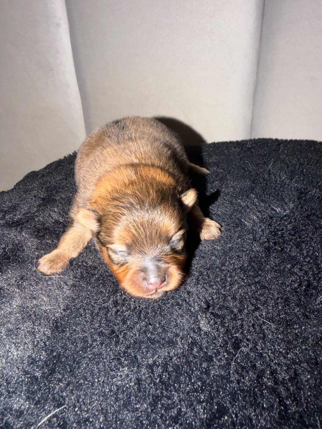Du Mont Des Sapins Blancs - Chiots disponibles - Spitz allemand
