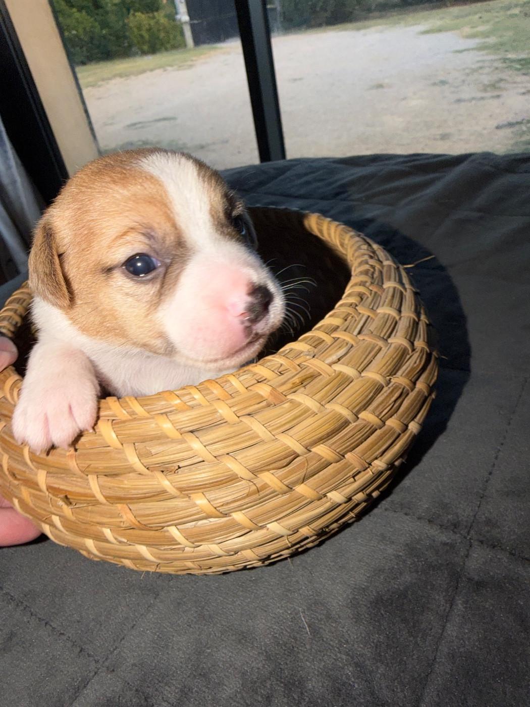 Du Mont Des Sapins Blancs - Chiots disponibles - Jack Russell Terrier