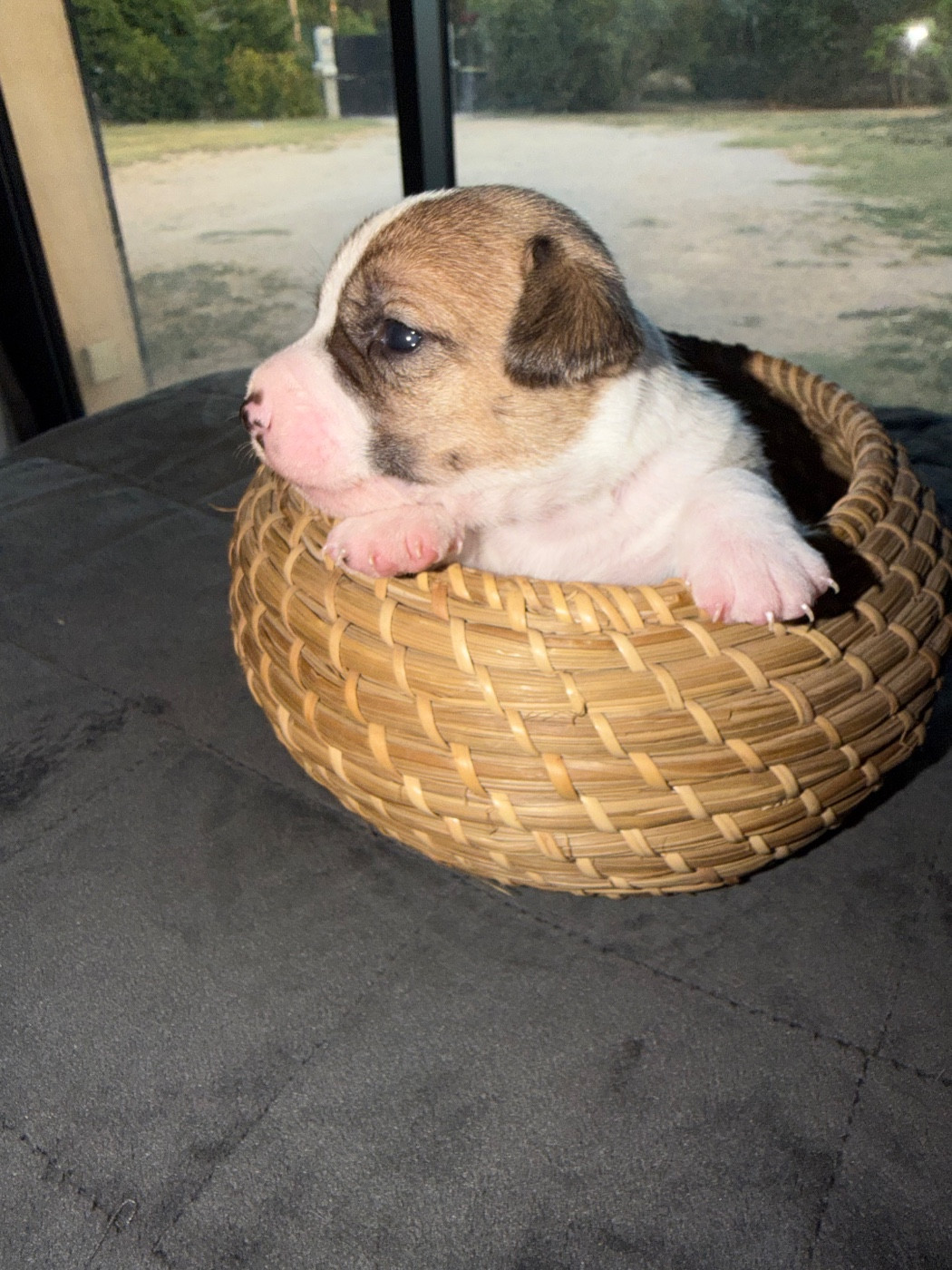Du Mont Des Sapins Blancs - Chiots disponibles - Jack Russell Terrier