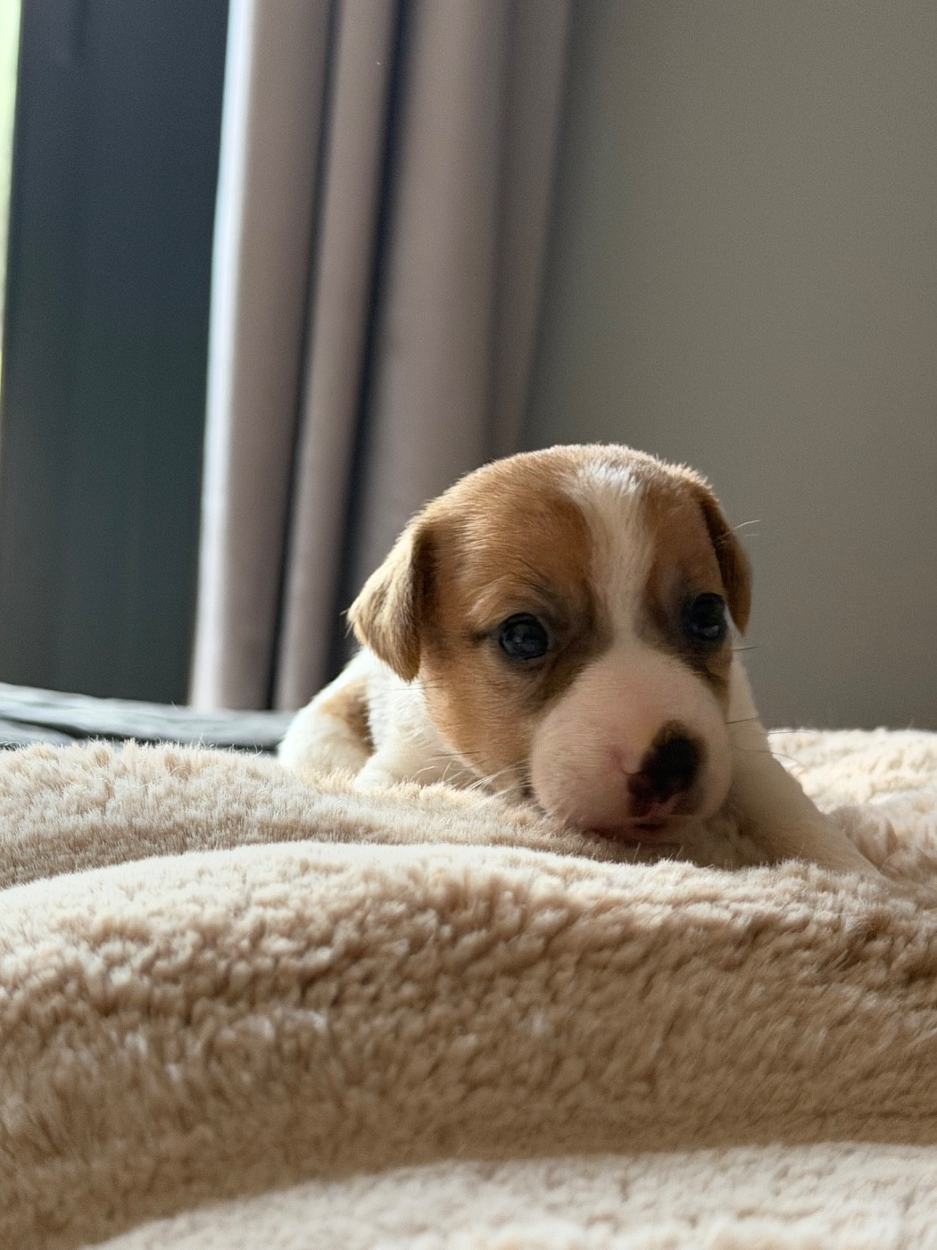 Du Mont Des Sapins Blancs - Chiots disponibles - Jack Russell Terrier