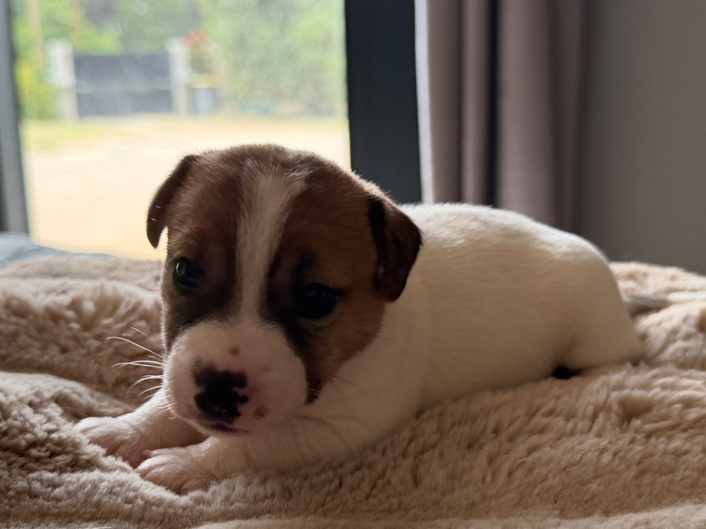 Du Mont Des Sapins Blancs - Chiots disponibles - Jack Russell Terrier