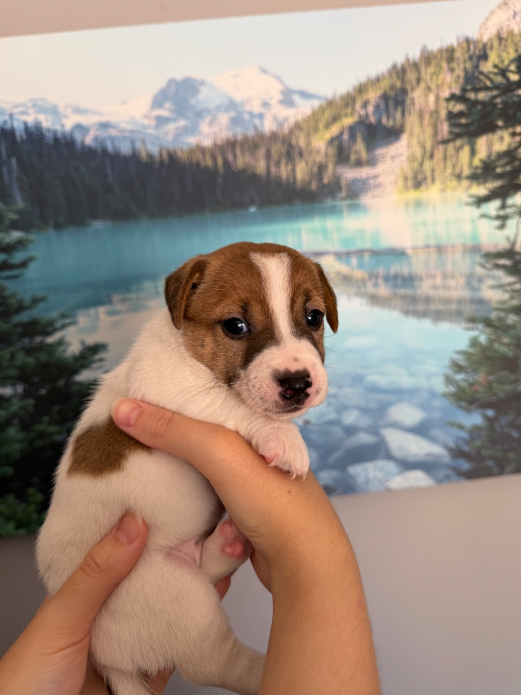 Du Mont Des Sapins Blancs - Chiots disponibles - Jack Russell Terrier