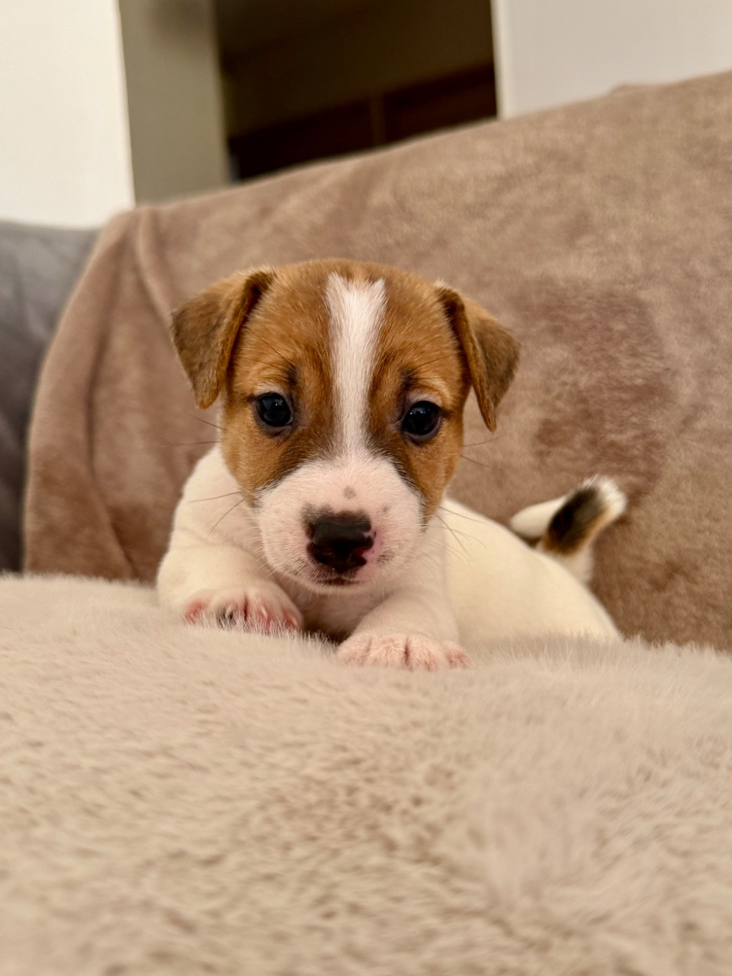Du Mont Des Sapins Blancs - Chiots disponibles - Jack Russell Terrier