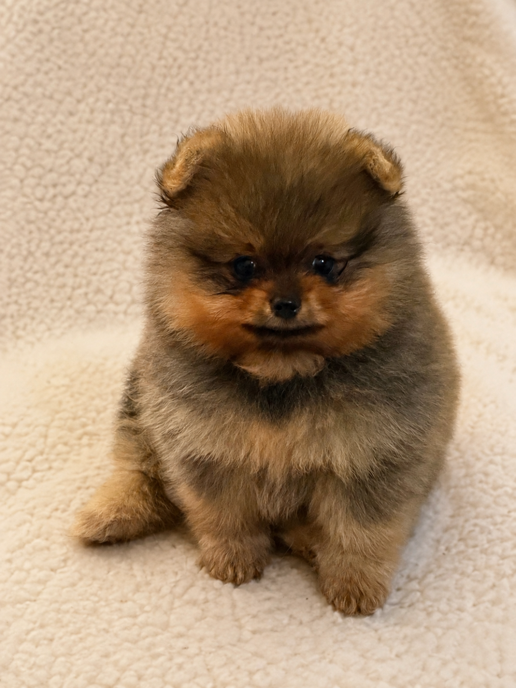 Du Mont Des Sapins Blancs - Chiots disponibles - Spitz allemand
