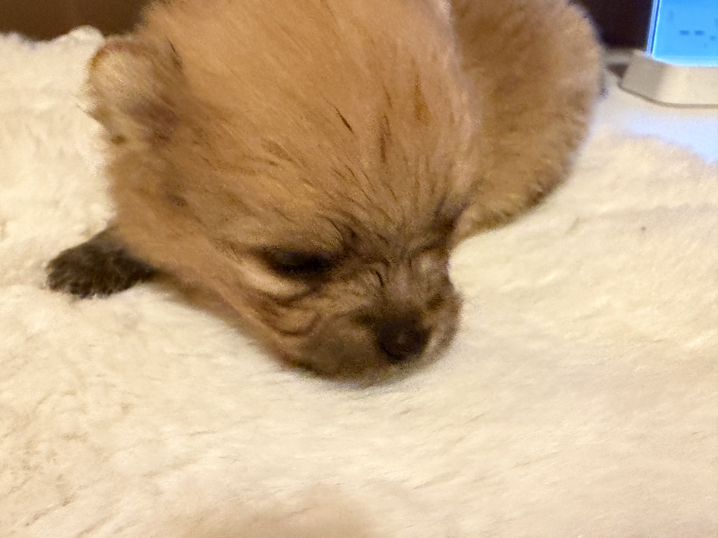 Du Mont Des Sapins Blancs - Chiots disponibles - Spitz allemand