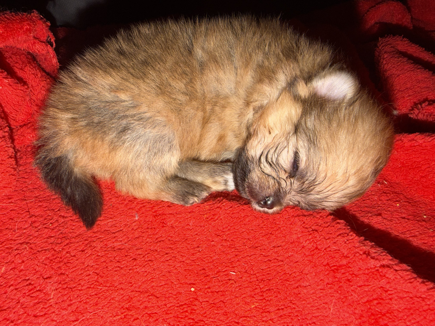 Du Mont Des Sapins Blancs - Chiots disponibles - Spitz allemand