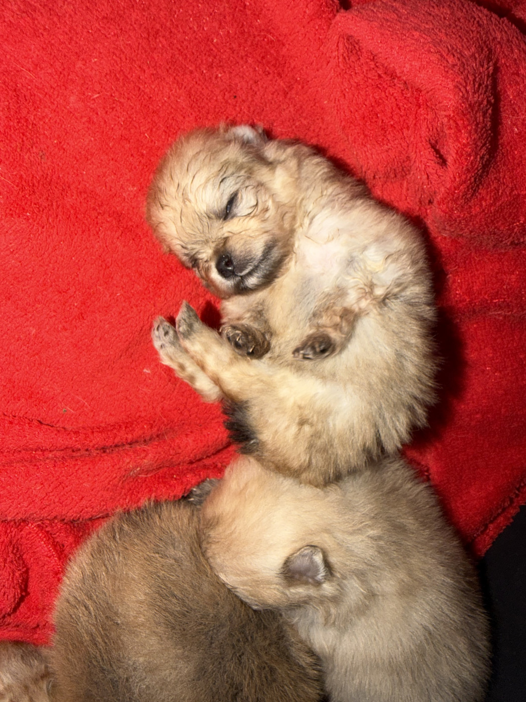 Du Mont Des Sapins Blancs - Chiots disponibles - Spitz allemand