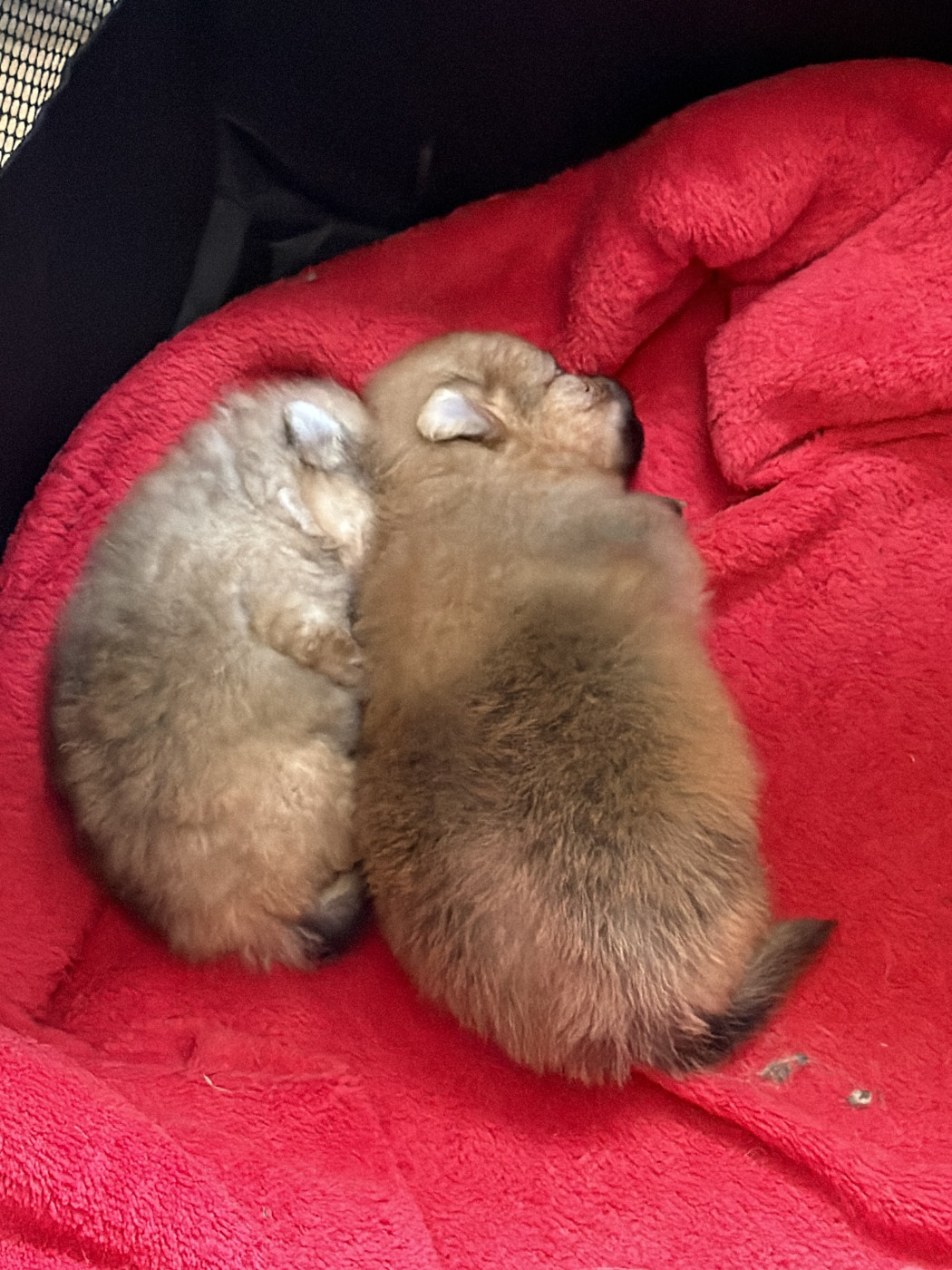 Du Mont Des Sapins Blancs - Chiots disponibles - Spitz allemand